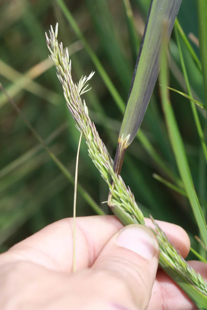 Calamagrostis Nutkaensis