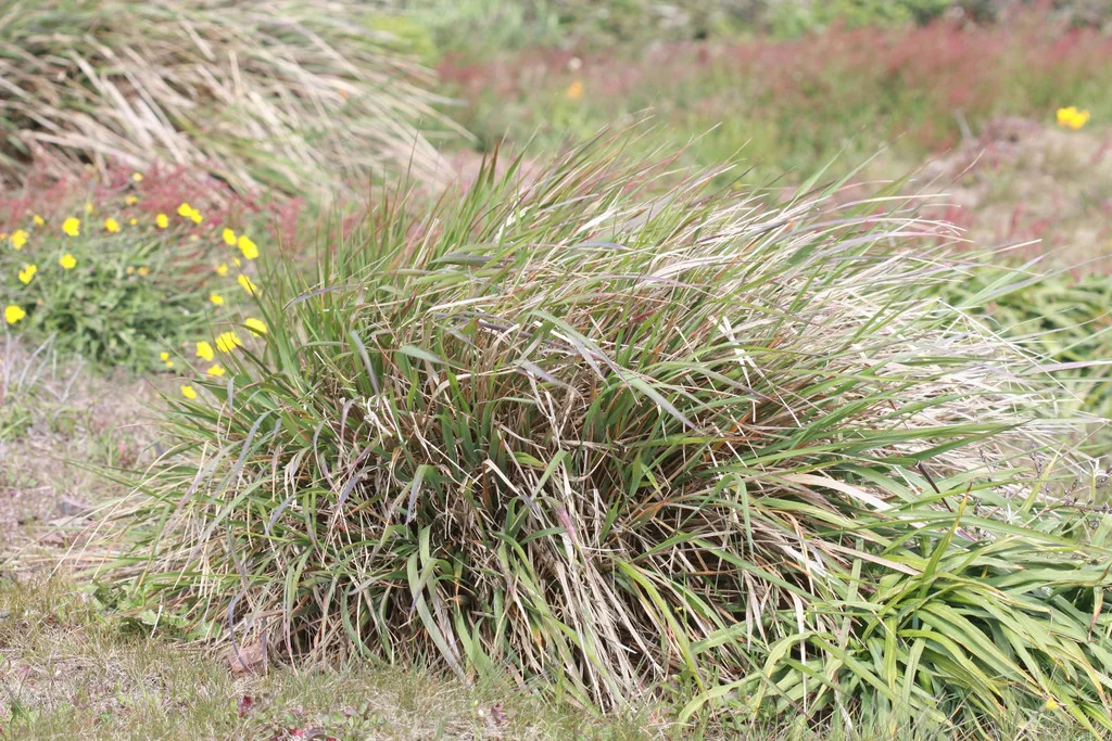 Calamagrostis Nutkaensis
