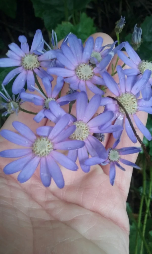 Senecio X Hybridus