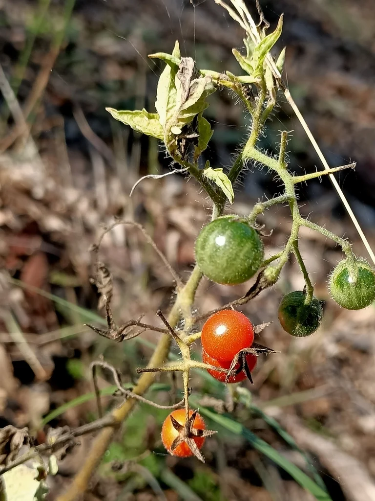 Solanum Lycopersicum Var. Cerasiforme