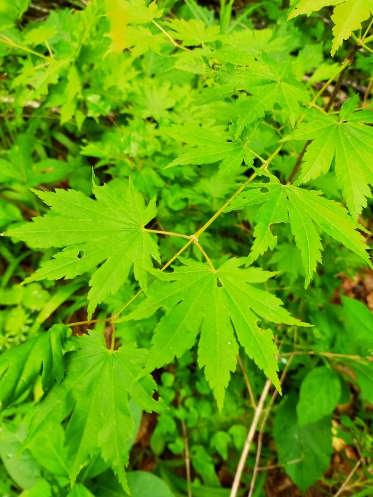 Acer Pseudosieboldianum