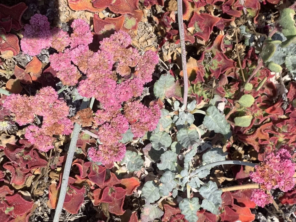 Eriogonum Grande V. Rubescens