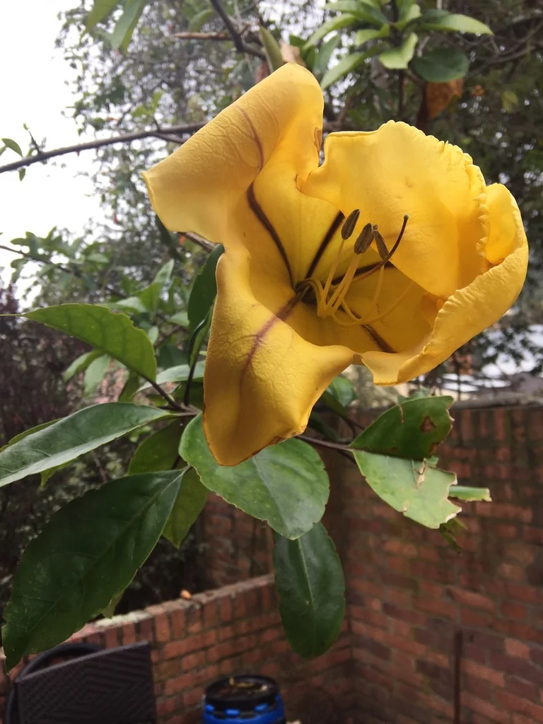 Solandra Maxima