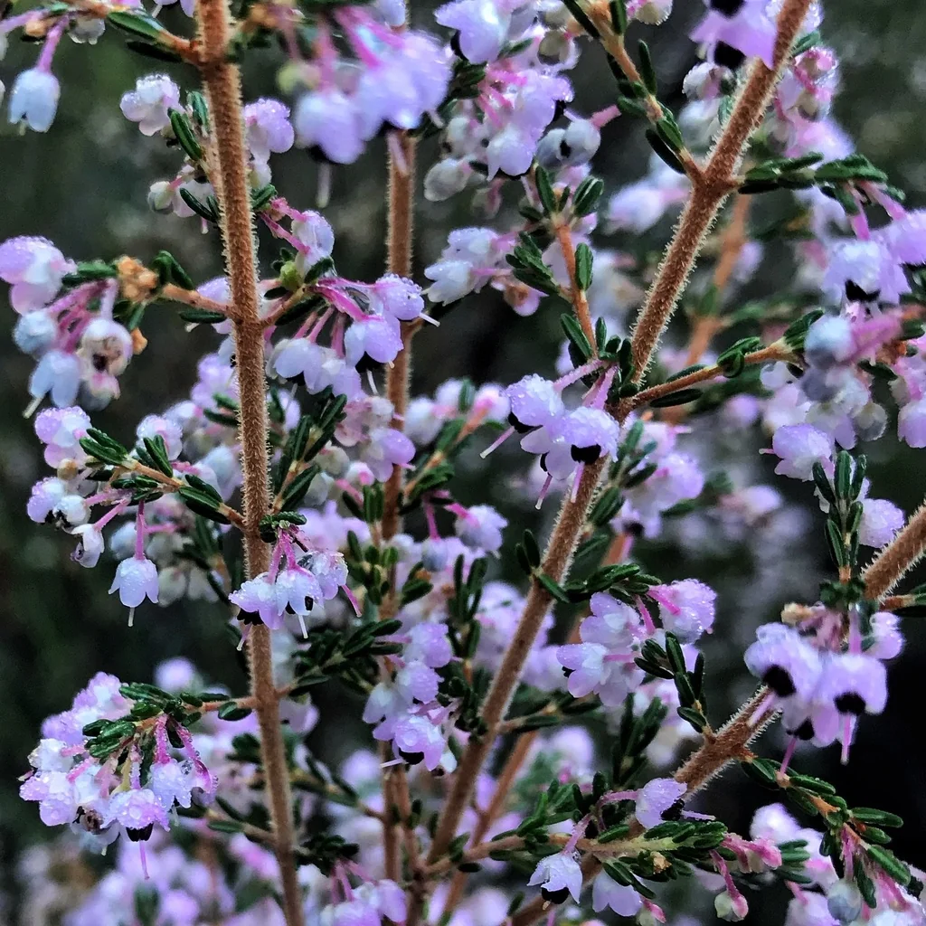 Erica Canaliculata