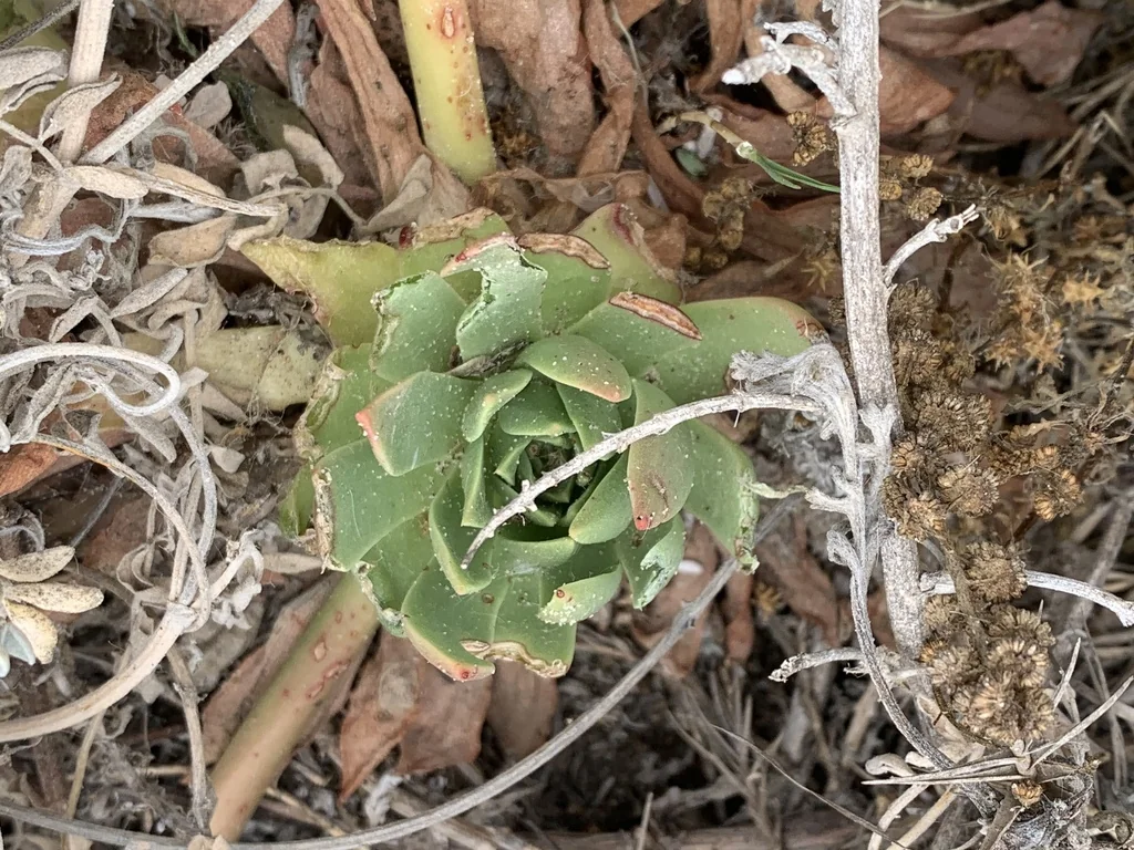 Dudleya Greenei