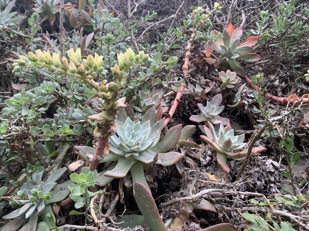 Dudleya Greenei
