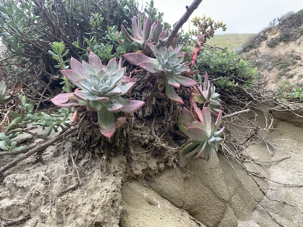Dudleya Greenei