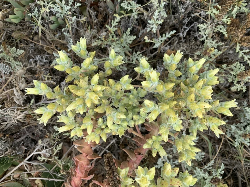 Dudleya Greenei