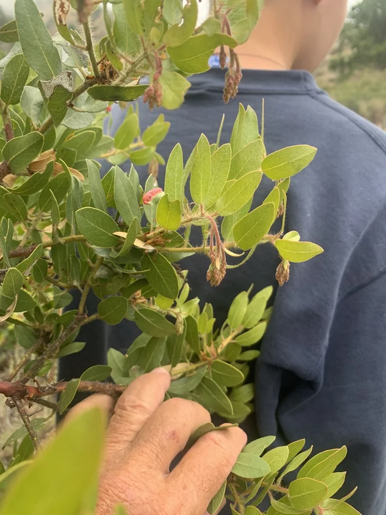 Arctostaphylos Insularis