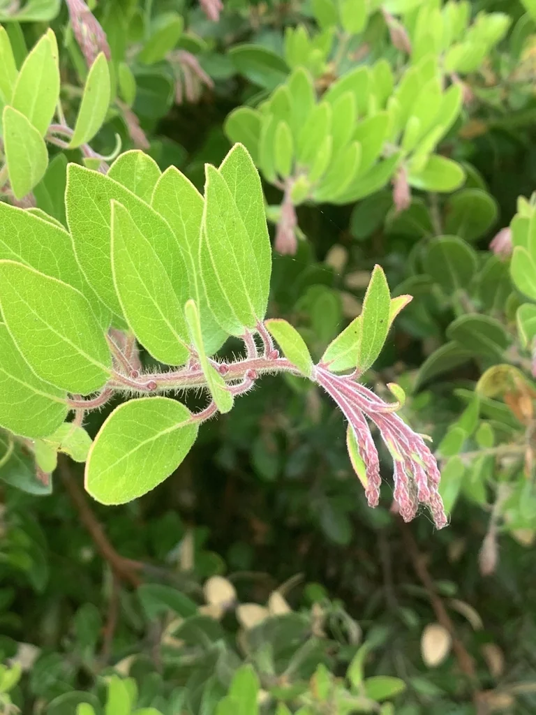 Arctostaphylos Insularis