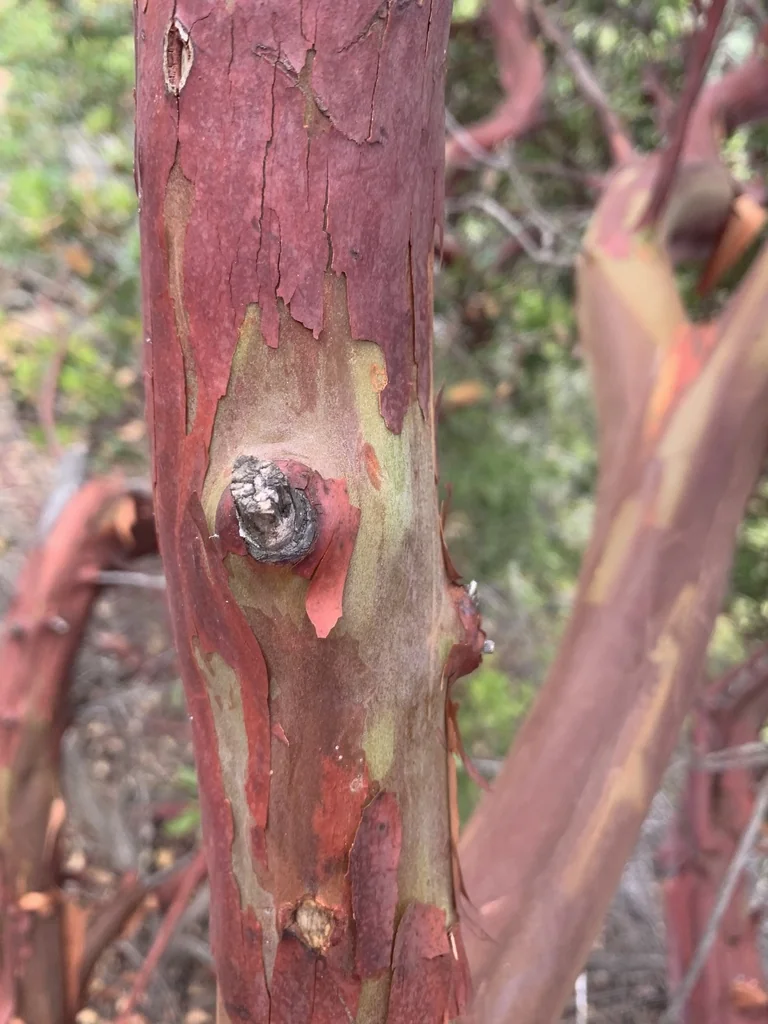 Arctostaphylos Insularis