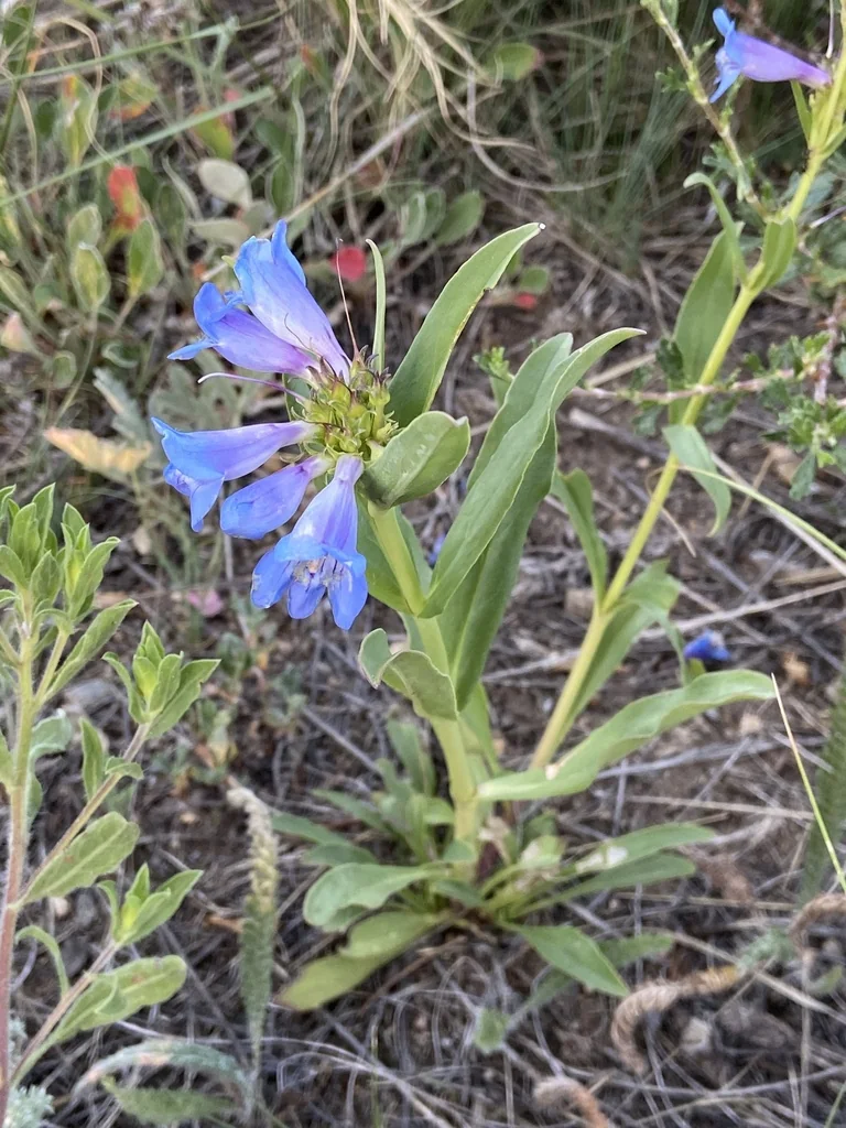 Penstemon Glaber