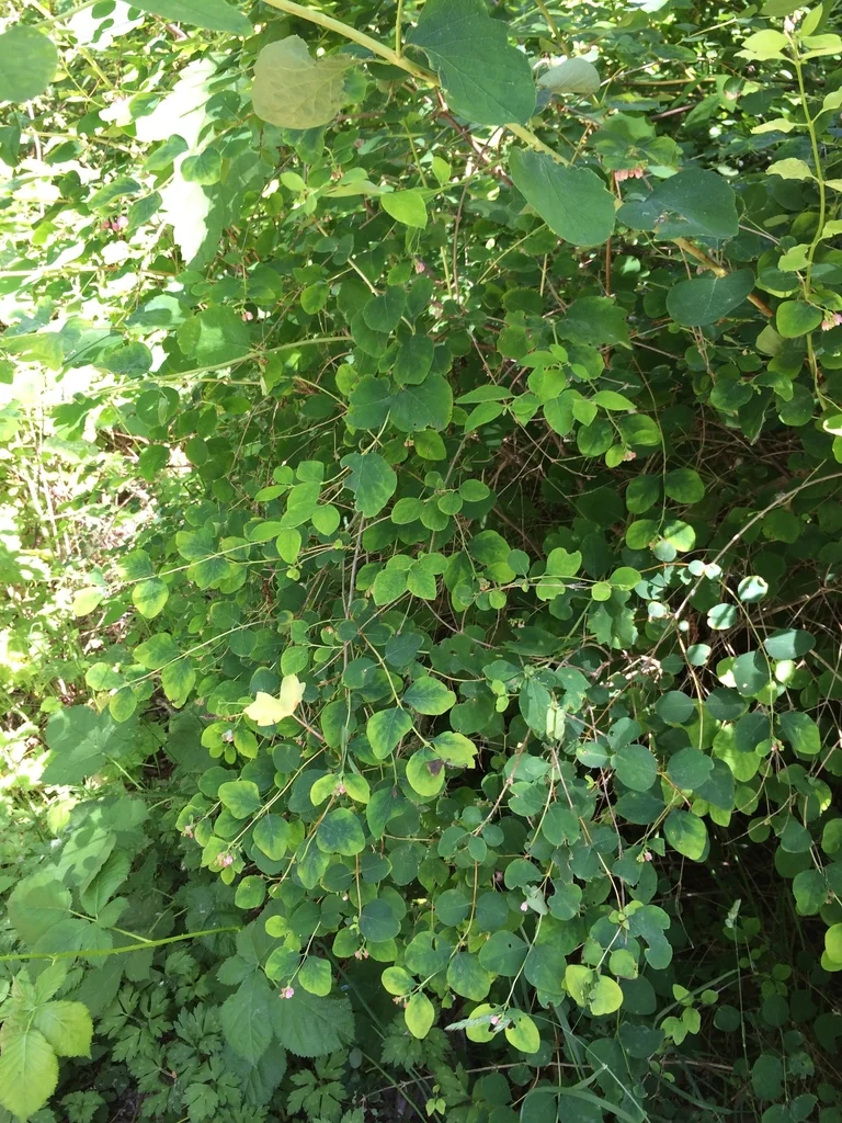 Symphoricarpos Albus Var. Laevigatus