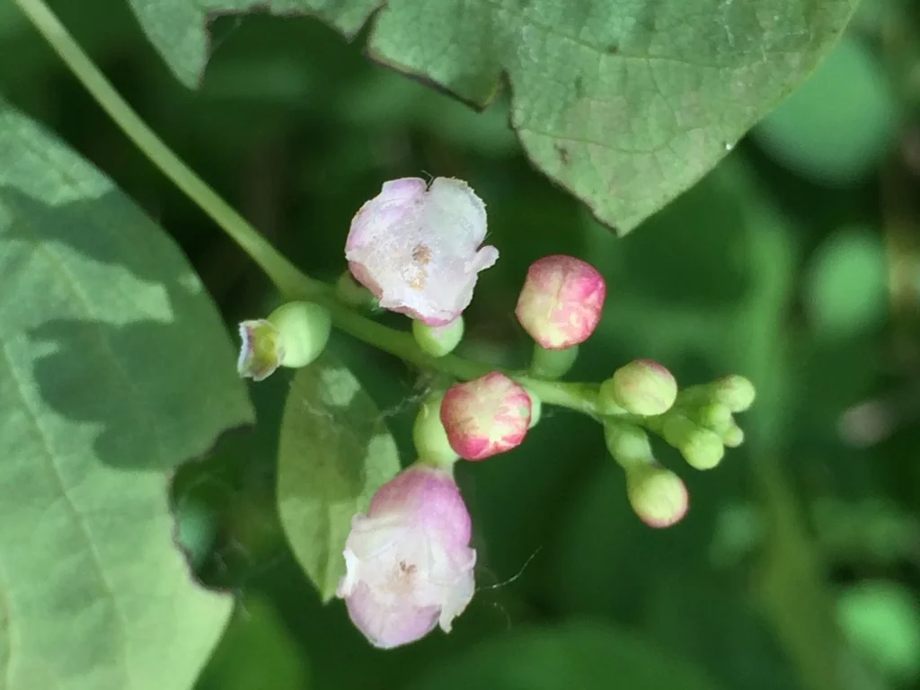 Symphoricarpos Albus Var. Laevigatus