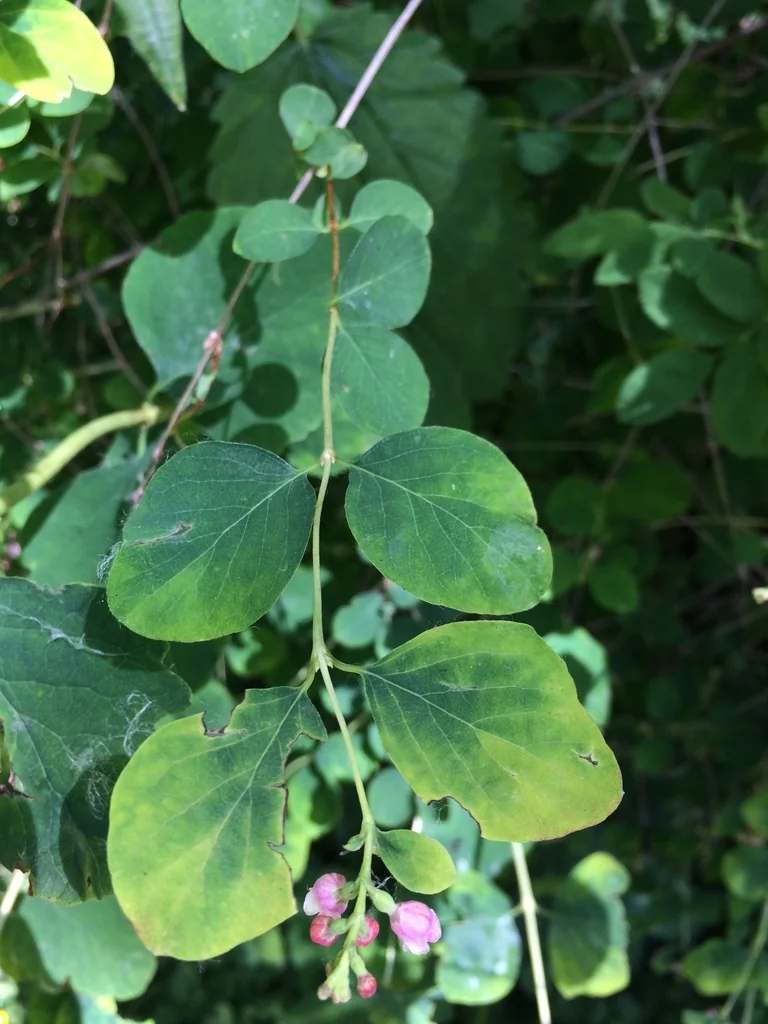 Symphoricarpos Albus Var. Laevigatus