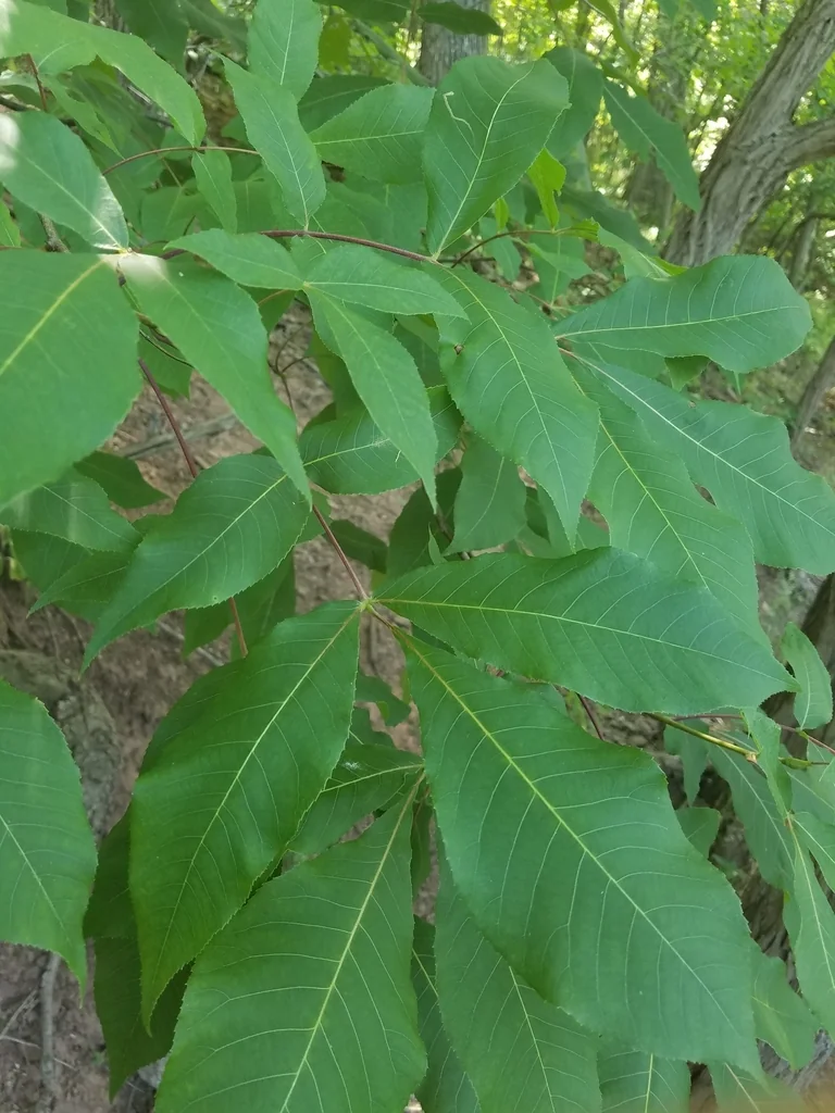 Carya Ovalis