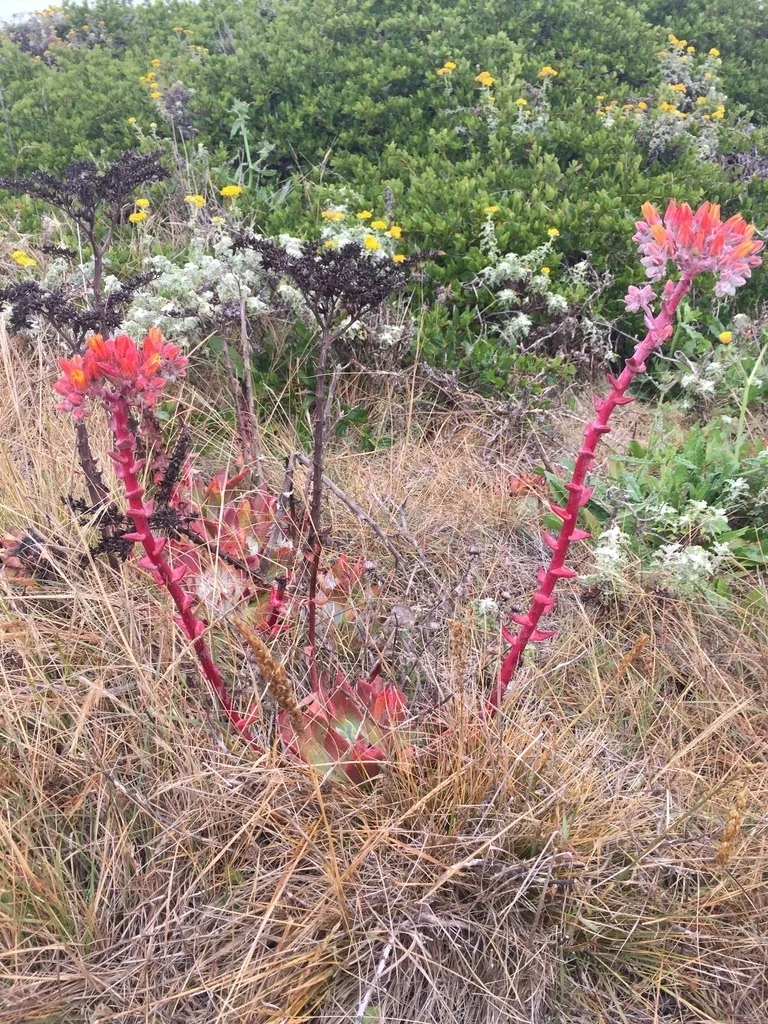 Dudleya Palmeri