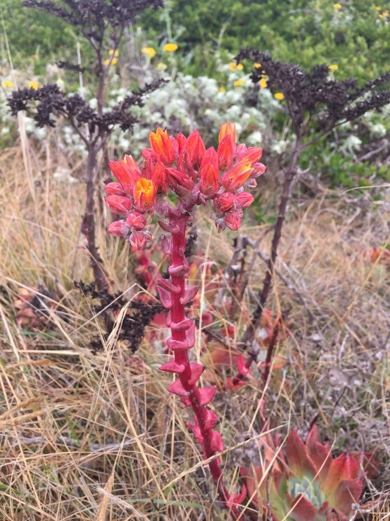 Dudleya Palmeri