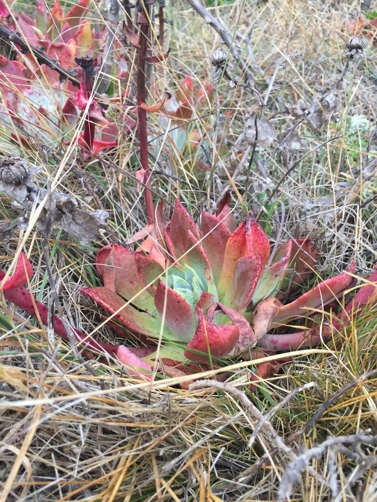 Dudleya Palmeri