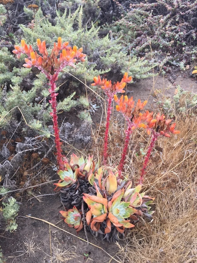 Dudleya Palmeri