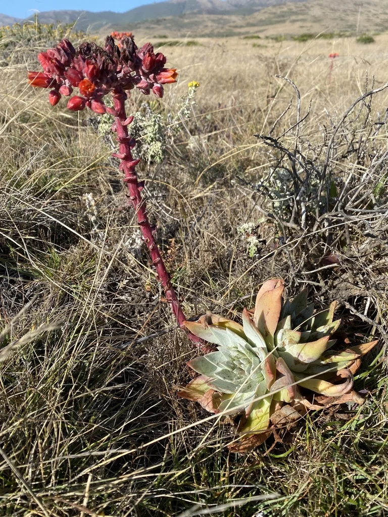 Dudleya Palmeri