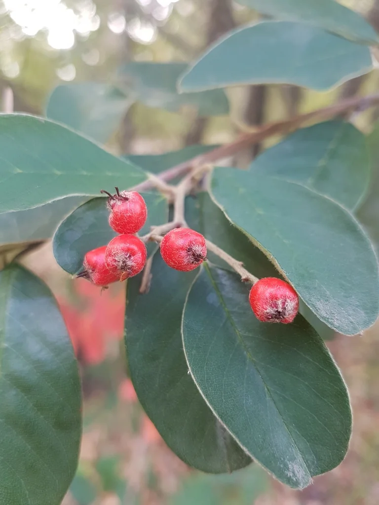 Cotoneaster Glaucophyllus