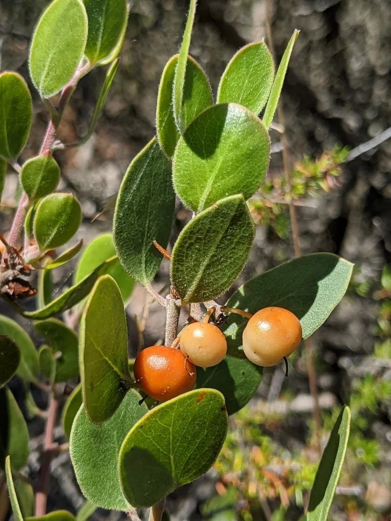 Arctostaphylos Rudis