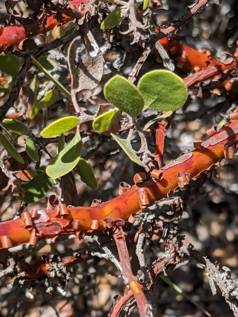 Arctostaphylos Rudis