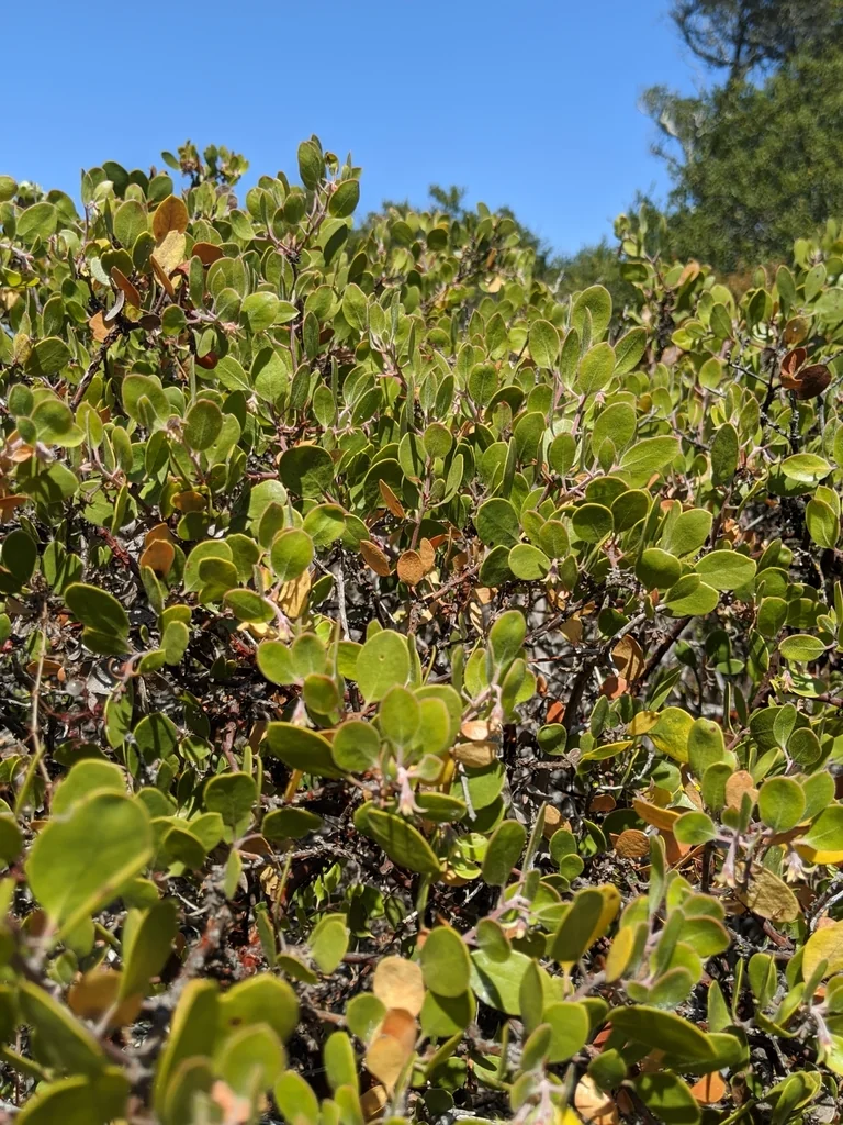 Arctostaphylos Rudis