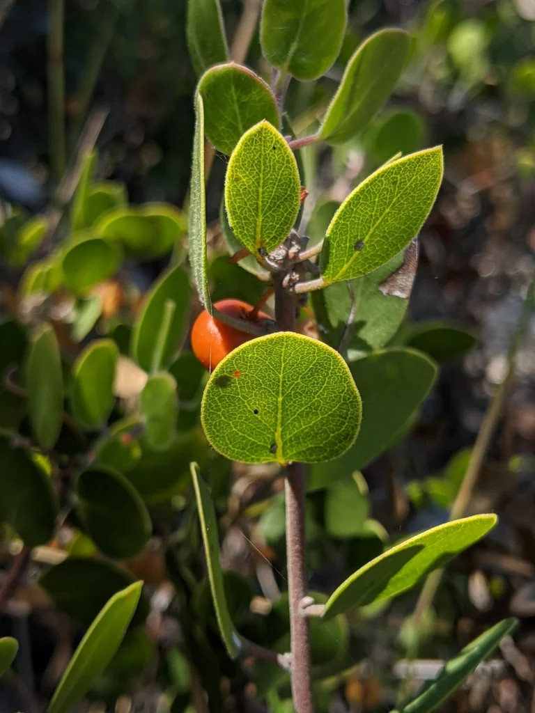 Arctostaphylos Rudis