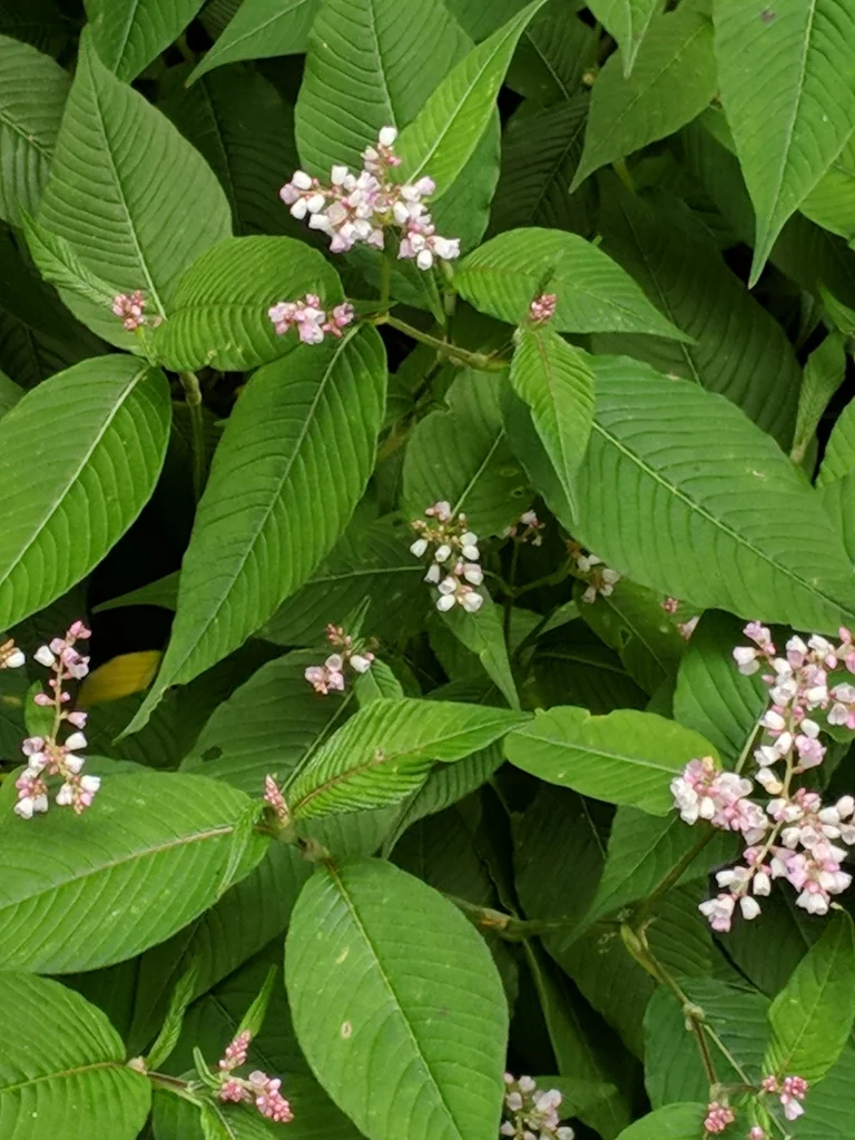 Persicaria Campanulata