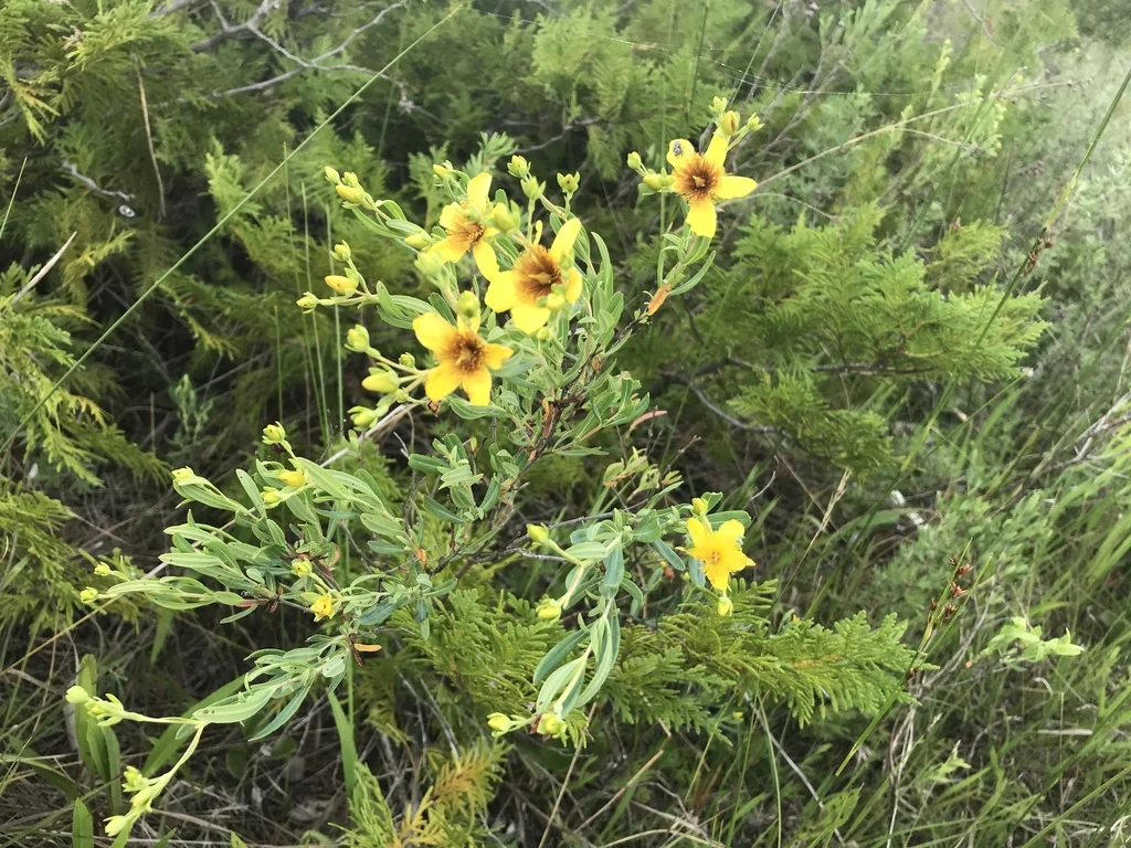Hypericum Kalmianum