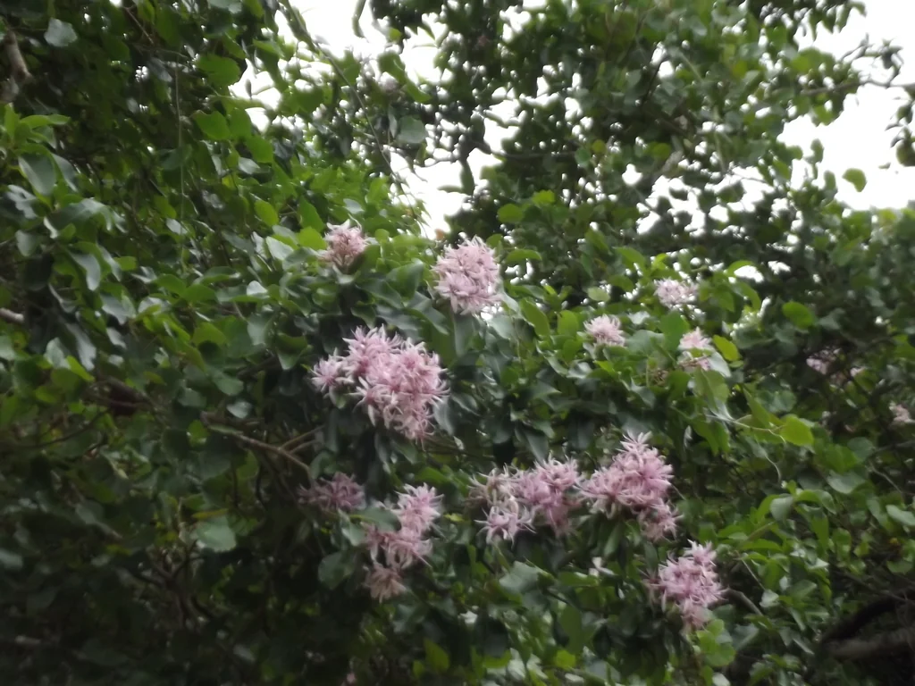 Calodendrum Capense