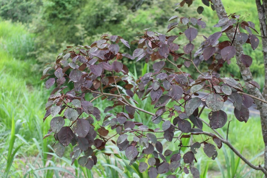 Euphorbia Cotinifolia