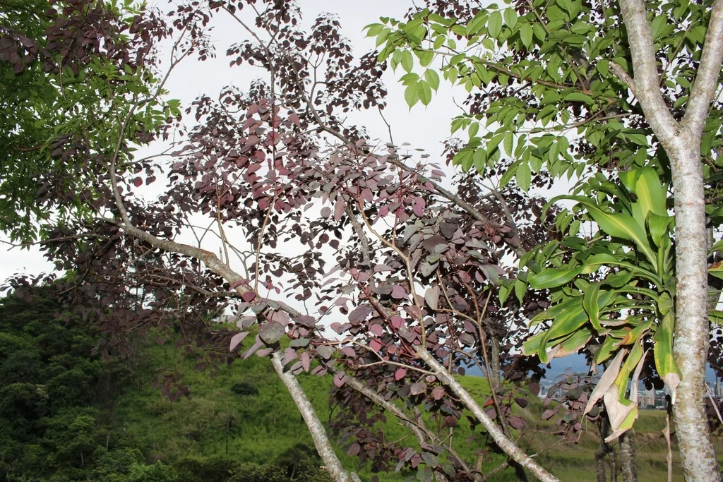 Euphorbia Cotinifolia