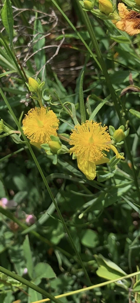 Hypericum Kalmianum