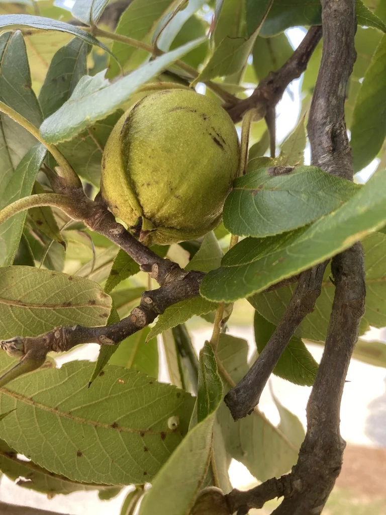 Carya Pallida