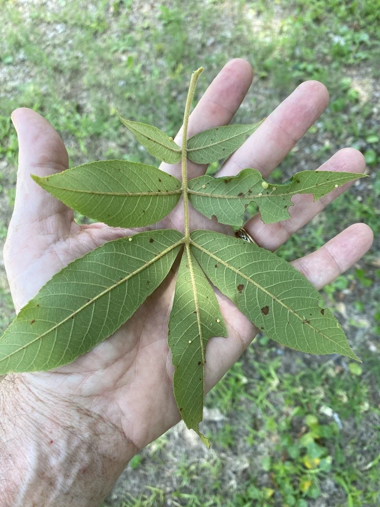 Carya Pallida