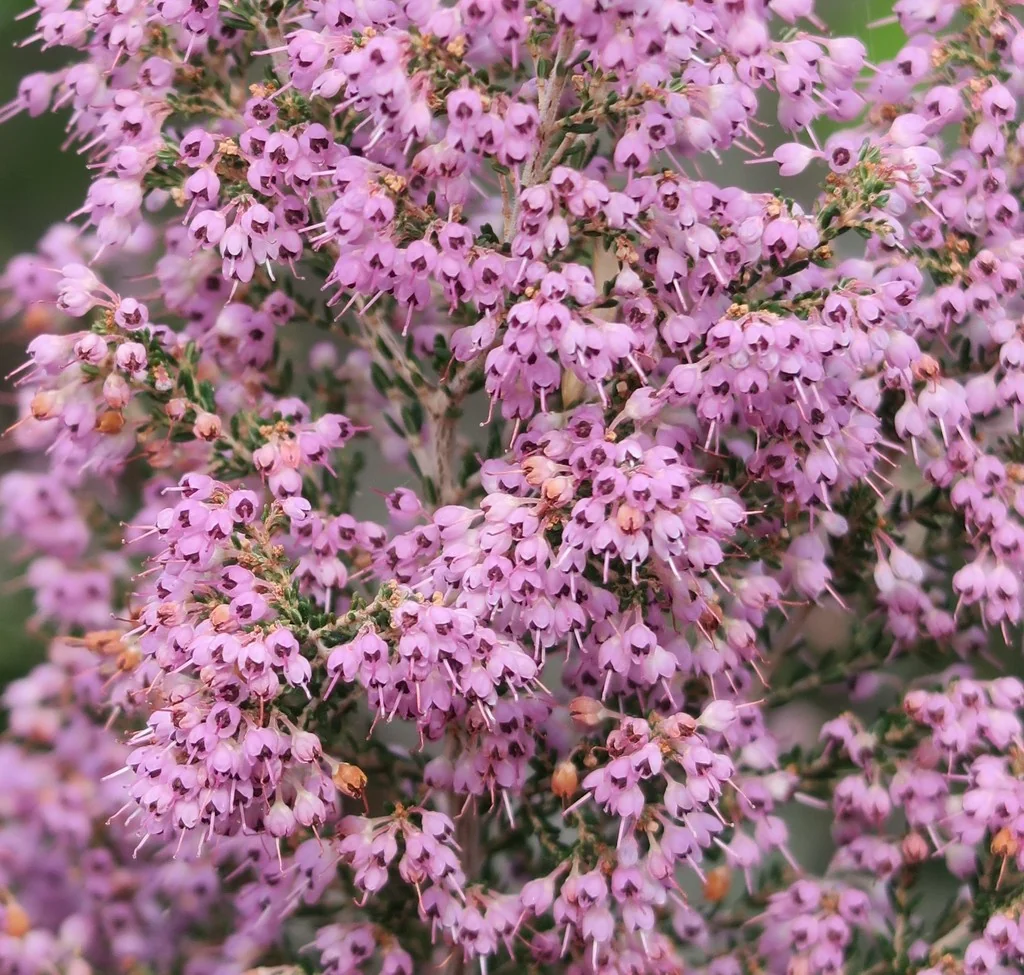 Erica Canaliculata
