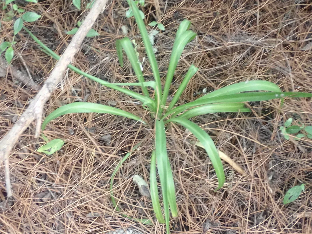 Chlorophytum comosum
