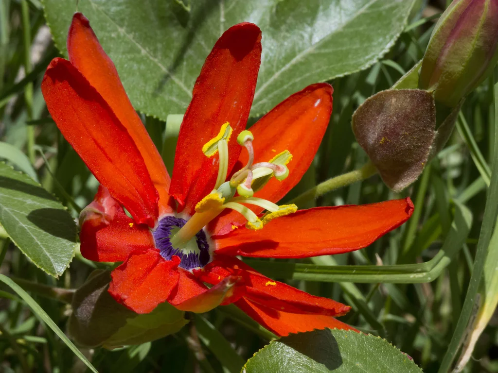Passiflora Manicata