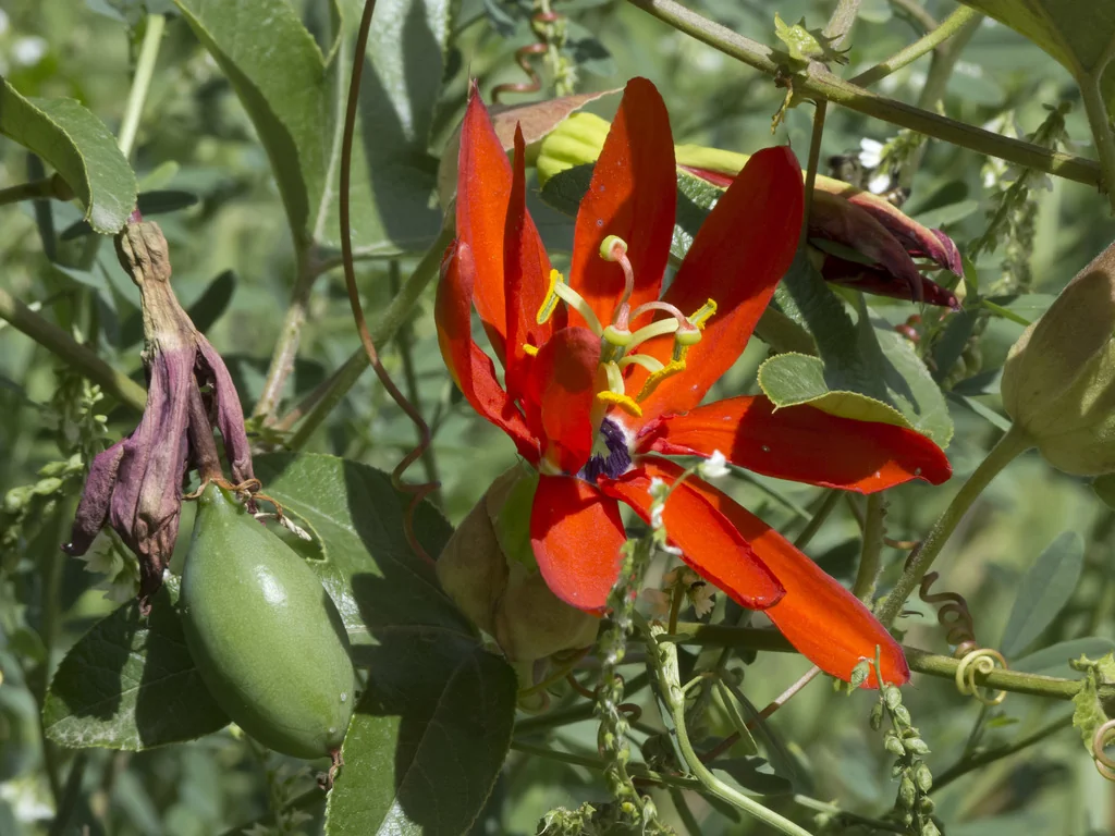 Passiflora Manicata