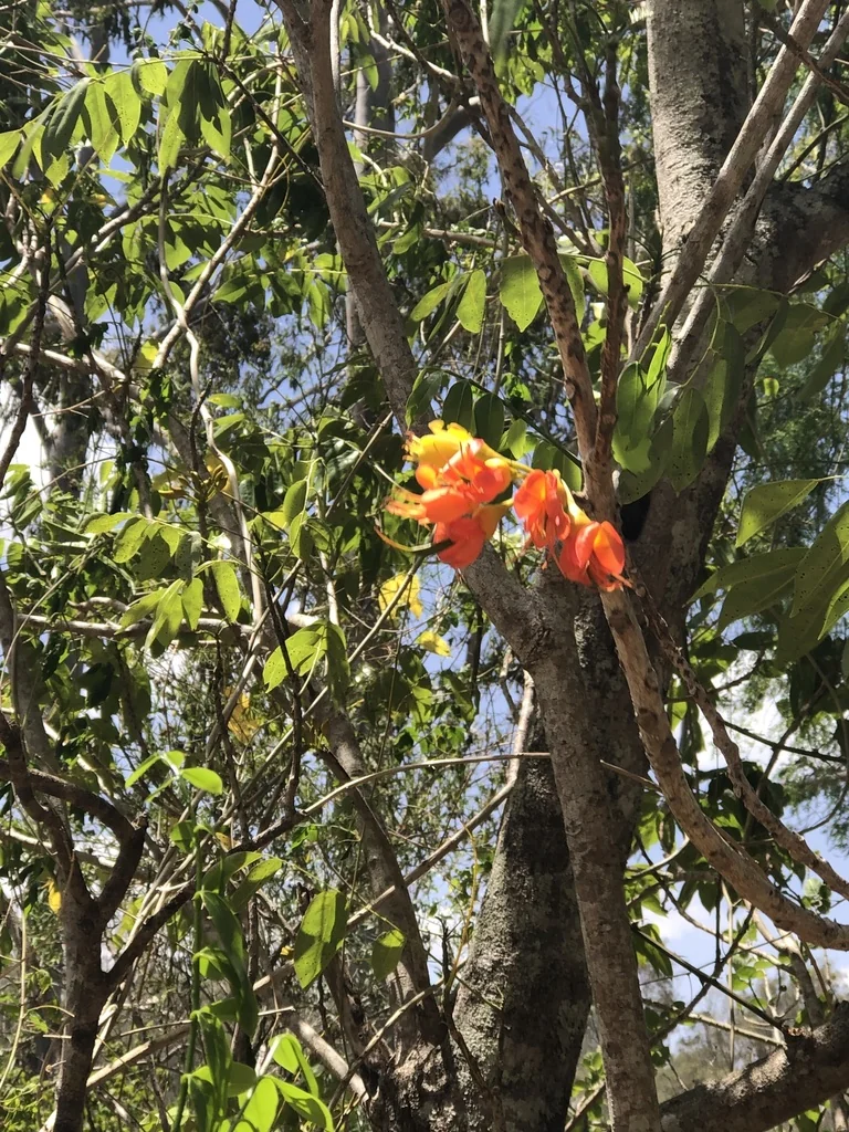 Castanospermum Australe
