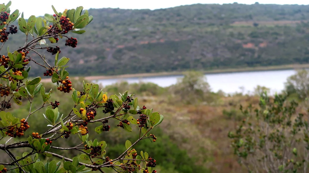 Pittosporum Viridiflorum