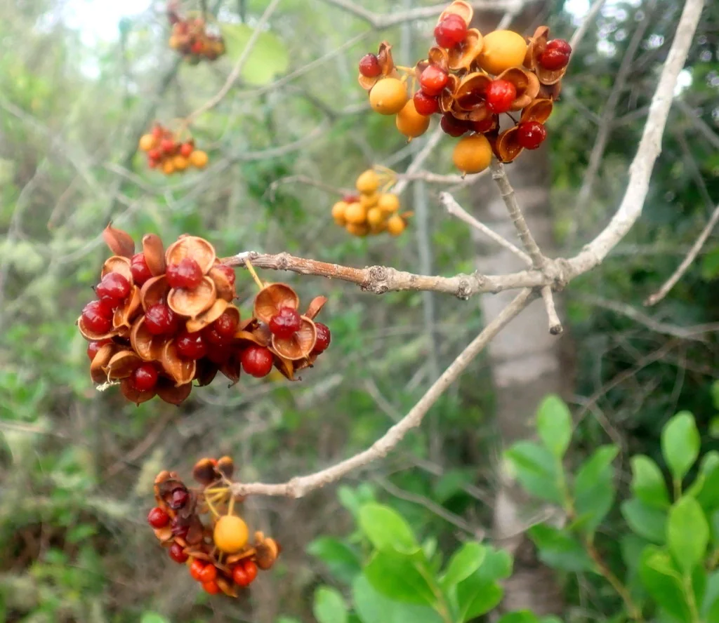 Pittosporum Viridiflorum