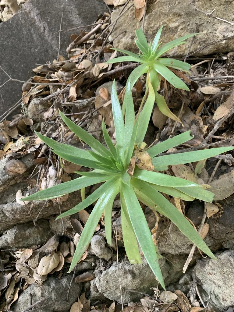 Dudleya Candelabrum