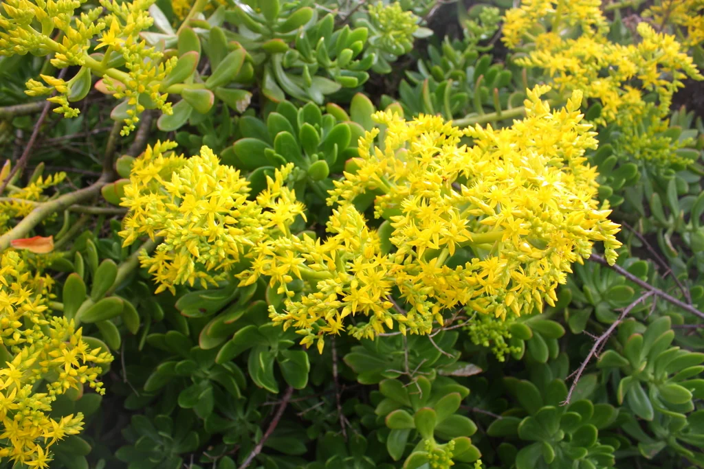 Sedum Praealtum