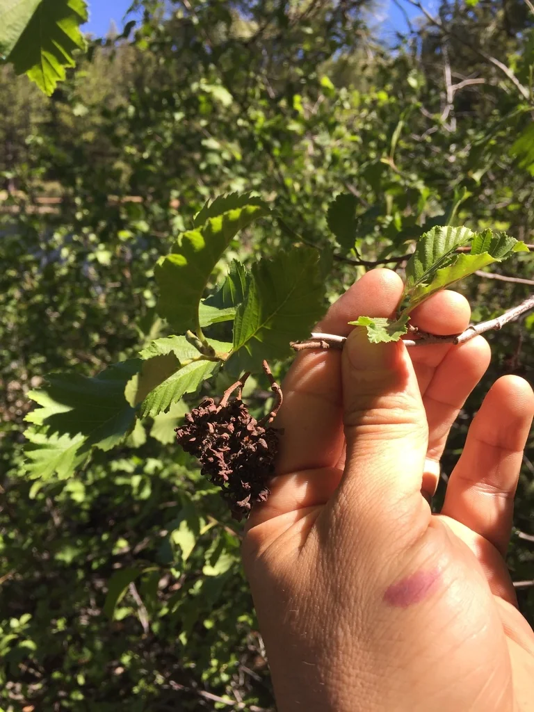 Alnus Incana Ssp. Tenuifolia