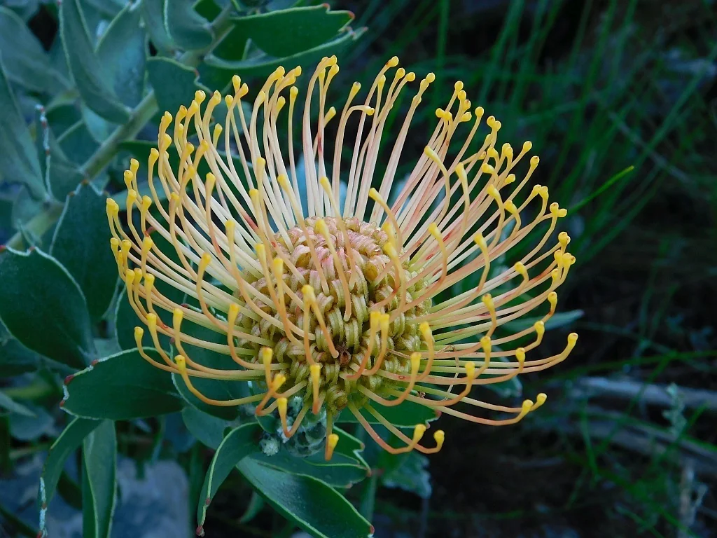 Leucospermum Cordifolium