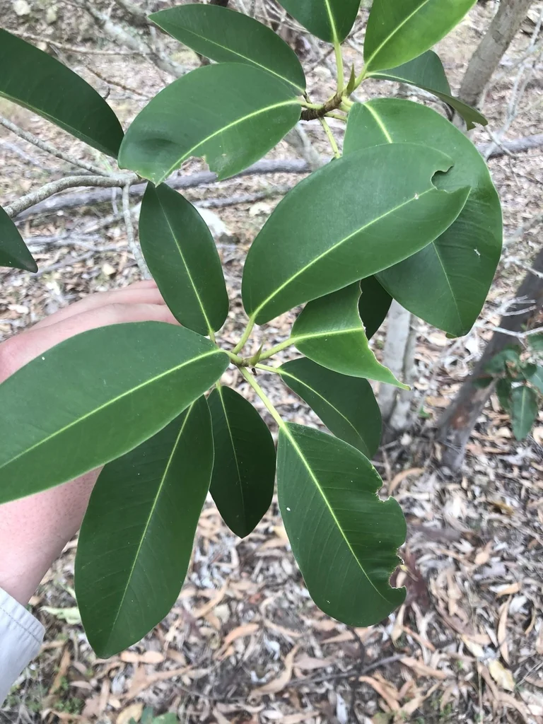 Ficus rubiginosa